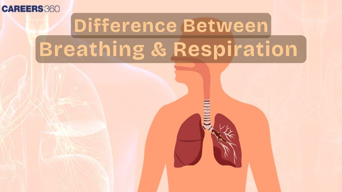 Difference Between Breathing and Respiration